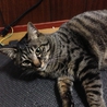 仲良し兄妹育ててあげて下さい。 サムネイル6