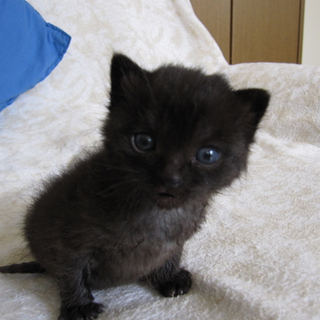  1ヶ月のふくふくの子猫
