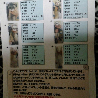 ６匹居ます。♂♀両方います。１匹から可能です。