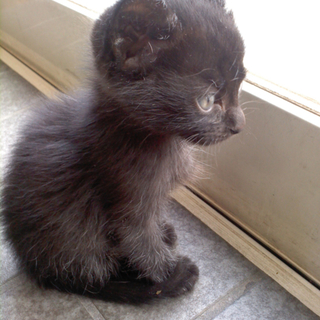 仔猫　クロネコちゃん