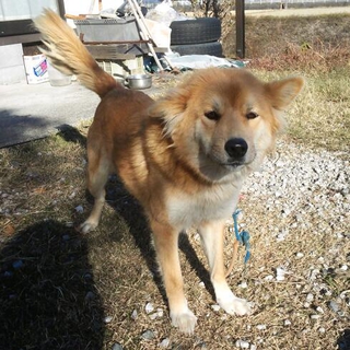 飼い主に置き去りにされた子です