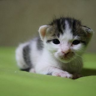 生後20日の仔猫を保護しています。里親さま募集！