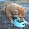 飼い主に置き去りにされた子です サムネイル6