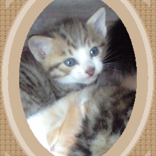 生後1か月の子猫たち