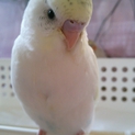 セキセイインコ中ビナの里親さま募集！！