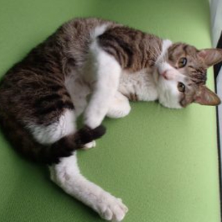 膝乗り猫の里親さん募集中