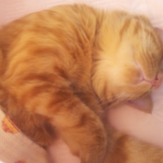 「リトルタイガー」の里親になっていただけますか？