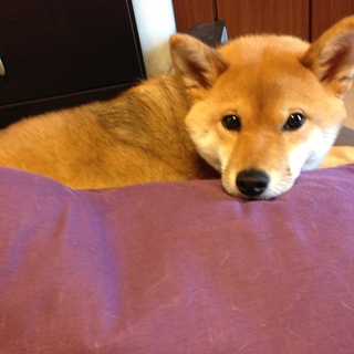 急ですが…柴犬仔犬