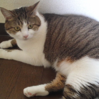 4歳メスの猫ちゃん