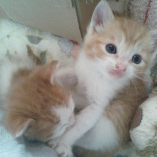 赤ちゃん猫保護しました