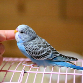 2羽のセキセイインコ愛情あふれる里親さん募集