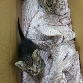 捨て猫 拾ってしまいました。