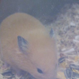 キンクマさんの里親様