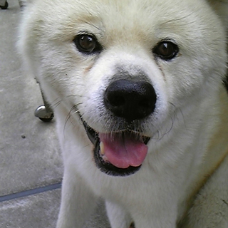 大きくて気が優しい秋田犬です♪　誰か貰って下さい！