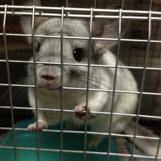 【小動物】チンチラ里親募集【１歳３ヶ月】