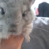 【小動物】チンチラ里親募集【１歳３ヶ月】 サムネイル3