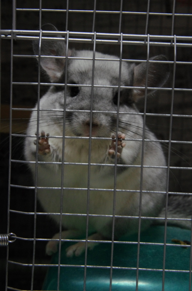 【小動物】チンチラ里親募集【１歳３ヶ月】 サムネイル2