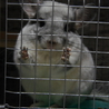 【小動物】チンチラ里親募集【１歳３ヶ月】 サムネイル2