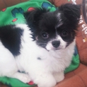 人懐こいチワワ子犬飼い主さん募集