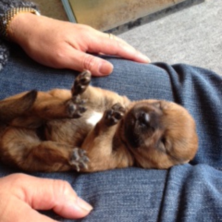 子犬の飼いて探しております