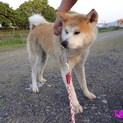 秋田犬の「ひむか」君