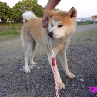 秋田犬の「ひむか」君