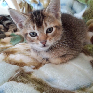 アビシニアン×スコテッシュのＭＩＸ子猫　飼い主募集