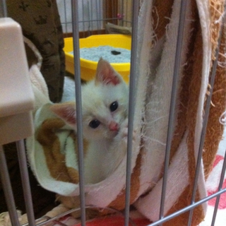 生後１ヶ月前後の仔猫 多数 新しい家族募集中