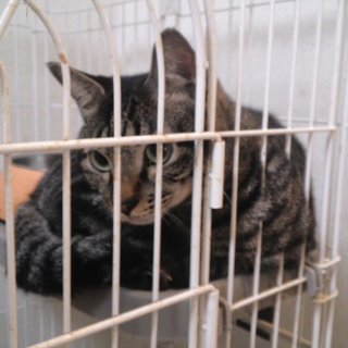 ★　猫２匹　里親　★