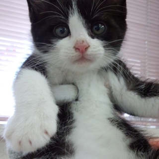 白血病(＋）のため引き続き預り宅で飼育します。