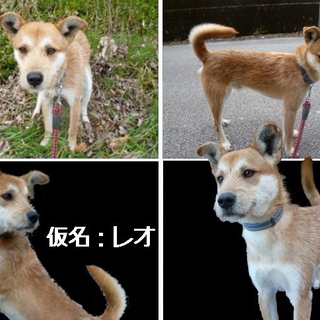 【命の期限６月５日まで／高知県／成犬里親募集】