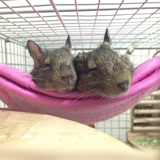 デグーの里親募集します！