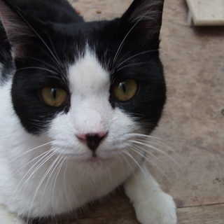 家族にしてください