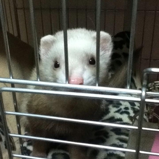 シナモン♀（1歳）里親募集終了しました。