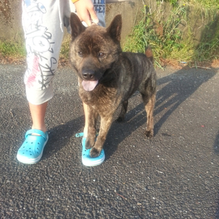 甲斐犬・男の子です