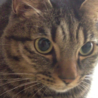 小柄で餌の時間以外、大人しい猫です！