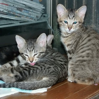 子猫二匹(雄、雌)(生後約２ヶ月)もらって下さい
