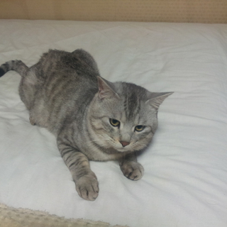 捨て猫の里親募集しています。