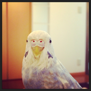 セキセイインコ里親募集中