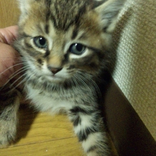 生後2ヶ月ぐらいの可愛い子猫ちゃん♪