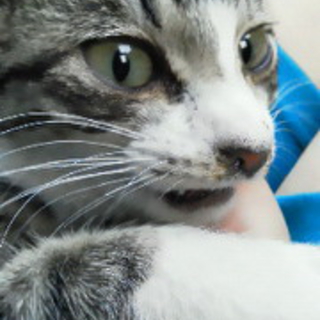 可愛い子猫をの里親になってください！