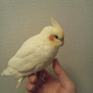 オカメインコ　里親募集