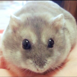 【急募】ハムスター4匹の里親を募集しています。