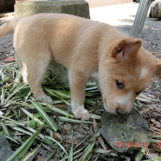3月31日生まれの子犬です