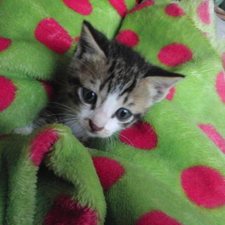かわいい子猫里親募集です
