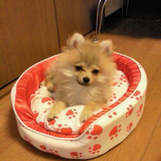 里親様が決定いたしました。ありがとうございました。