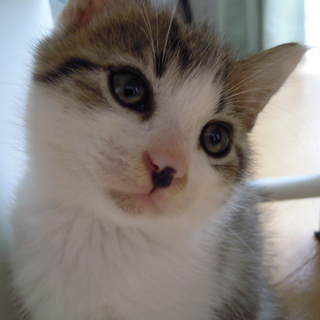 仔猫（生後１～2か月）