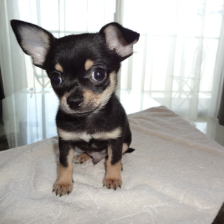 生後３ヵ月　スムースチワワです。