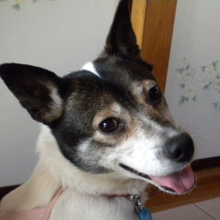 過酷な多頭現場より救済　素直で明るい子　他犬猫OK