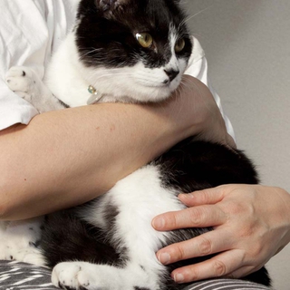 里親募集　黒白去勢済オス猫　良い性格の猫ちゃんです